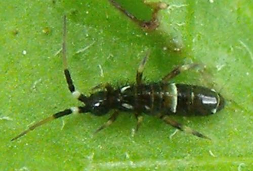 Orchesella cincta