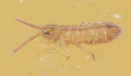 Réf. 161 162 : Isotomurus palustris