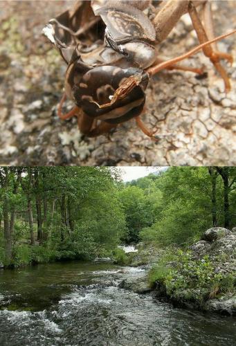 Réf. 161 109 : Dinocras cephalotes