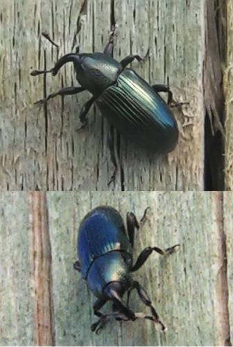 Aulacobaris coerulescens