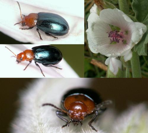 Podagrica fuscipes