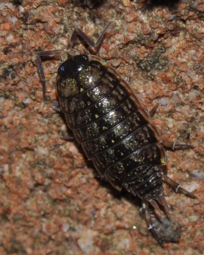 Philoscia muscorum