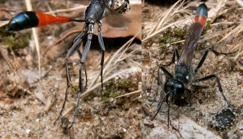 Ammophila terminata mocsaryi