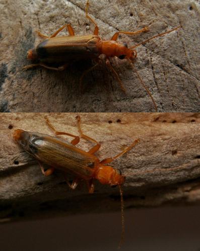 Nacerdes melanura