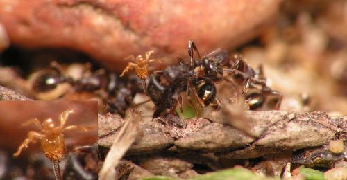 Réf. 161 059 : Tetramorium sp.