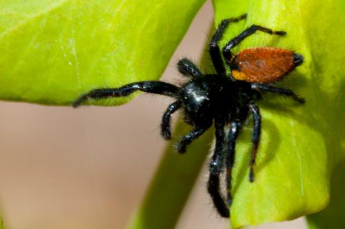 Carrhotus xanthogramma