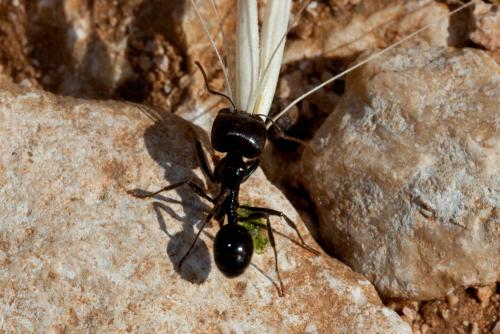 Messor barbarus