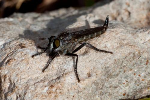 Machimus lacinulatus