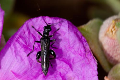 Oedemera atrata