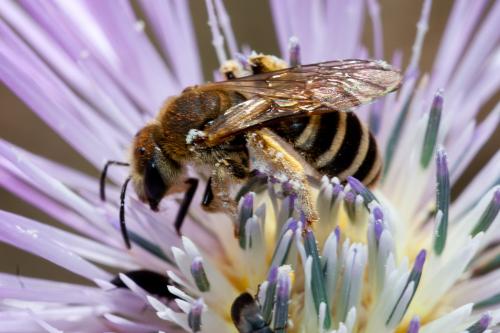 Réf. 161 752 : Halictus sp.
