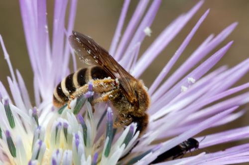 Réf. 161 753 : Halictus sp.
