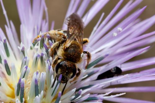Réf. 161 754 : Halictus sp.