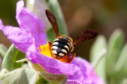 Rhodanthidium septemdentatum