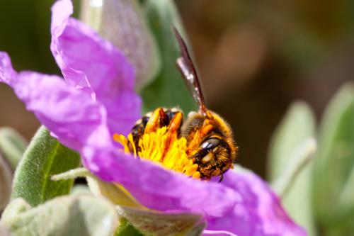 Rhodanthidium septemdentatum