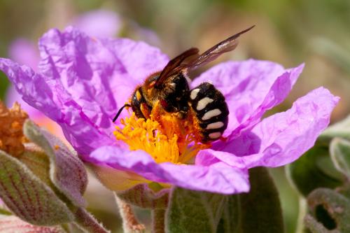 Réf. 161 760 : Rhodanthidium septemdentatum