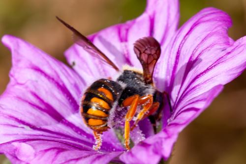 Réf. 161 913 : Rhodanthidium sticticum