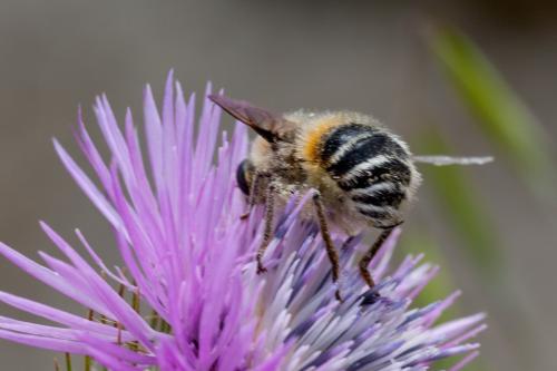 Réf. 161 917 : Fallenia fasciata