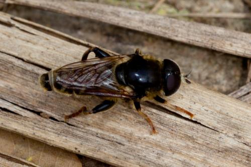 Réf. 161 973 : Merodon avidus