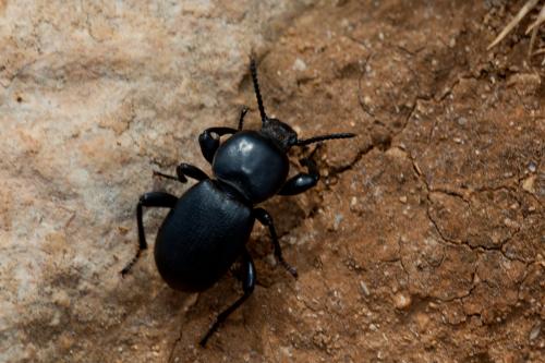 Réf. 161 983 : Scaurus atratus