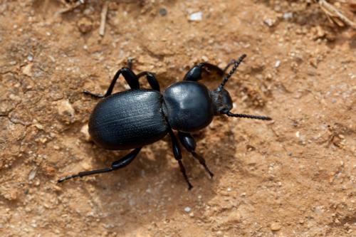 Réf. 161 984 : Scaurus atratus