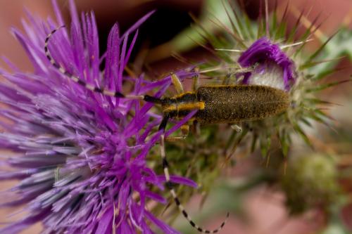 Agapanthia dahli