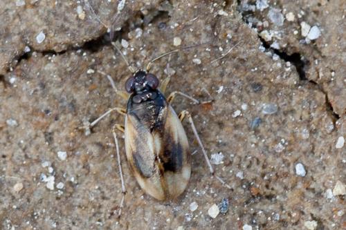 Halosalda concolor