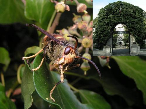 Vespa velutina