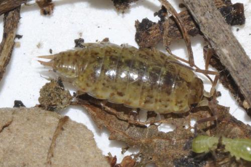 Philoscia muscorum