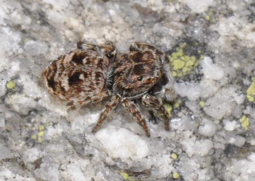 Réf. 161 506 : Attulus rupicola