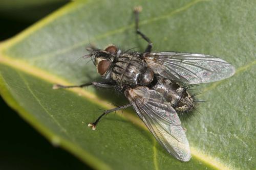 Réf. 161 384 : Phorocera assimilis