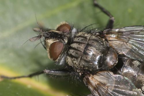 Réf. 161 385 : Phorocera assimilis