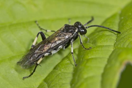 Réf. 161 382 : Macrophya alboannulata