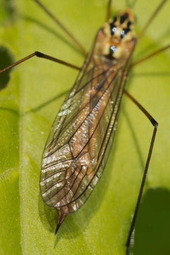 Nephrotoma submaculosa