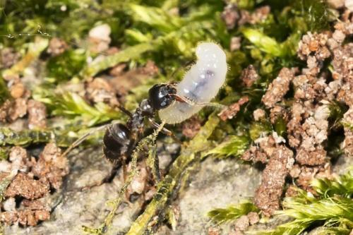 Réf. 161 418 : Lasius sp.