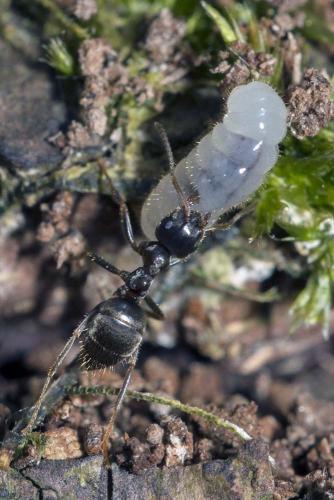 Réf. 161 505 : Lasius sp.