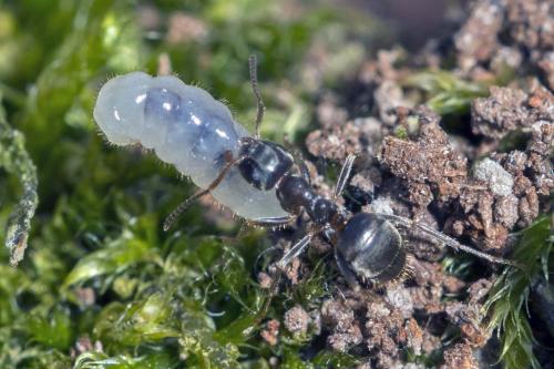 Réf. 161 504 : Lasius sp.
