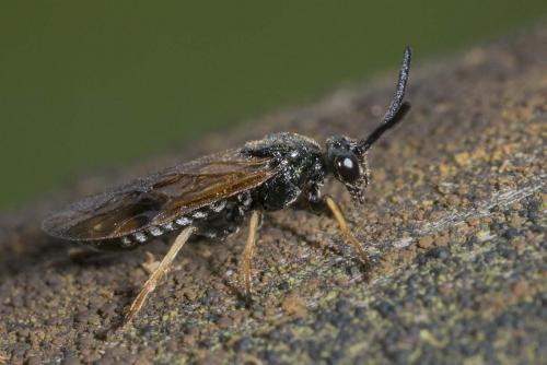 Arge ustulata