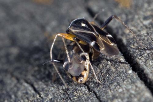 Réf. 161 851 : Harpocera thoracica