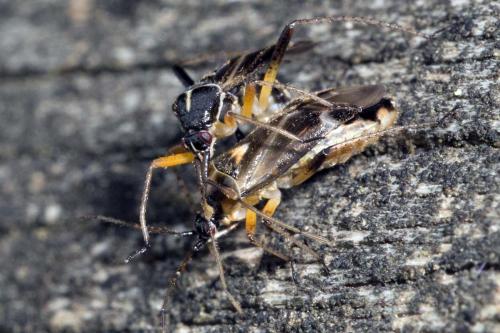 Réf. 161 850 : Harpocera thoracica