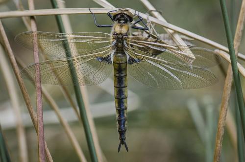 Réf. 161 620 : Epitheca bimaculata