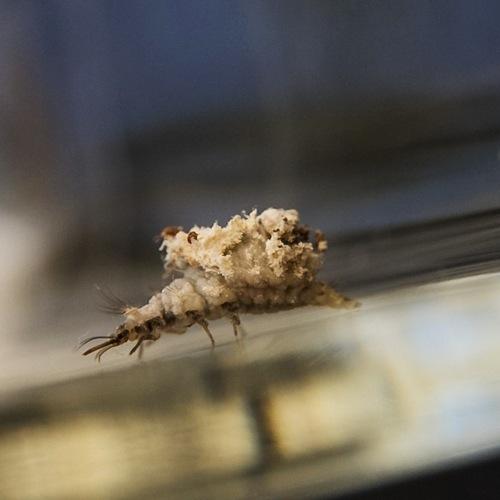 Pseudomallada sp.