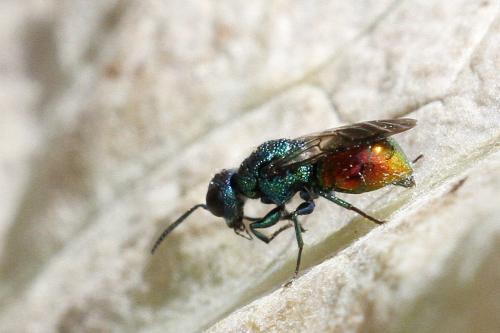 Pseudomalus sp.