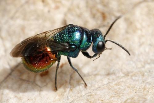 Réf. 161 745 : Pseudomalus sp.