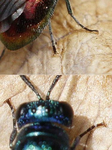 Pseudomalus sp.