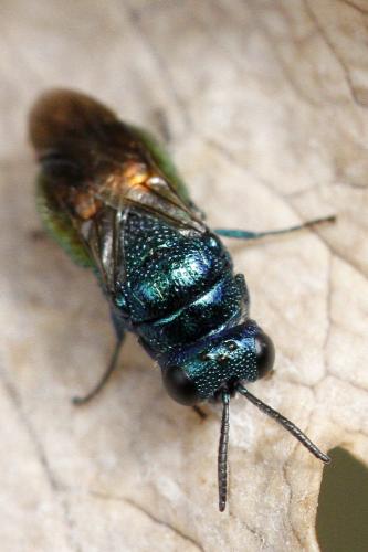 Réf. 161 747 : Pseudomalus sp.