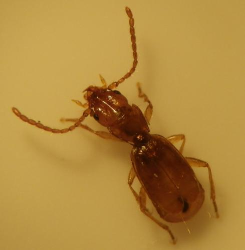 Aepus robinii