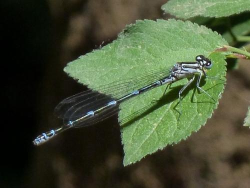 Coenagrion puella