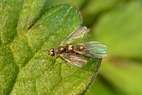 Phytomyza ranunculi