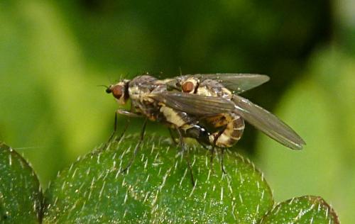 Phytomyza ranunculi