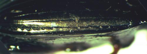 Amara sp.